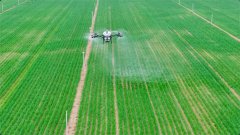 密布田中的滴灌管就像人体的毛